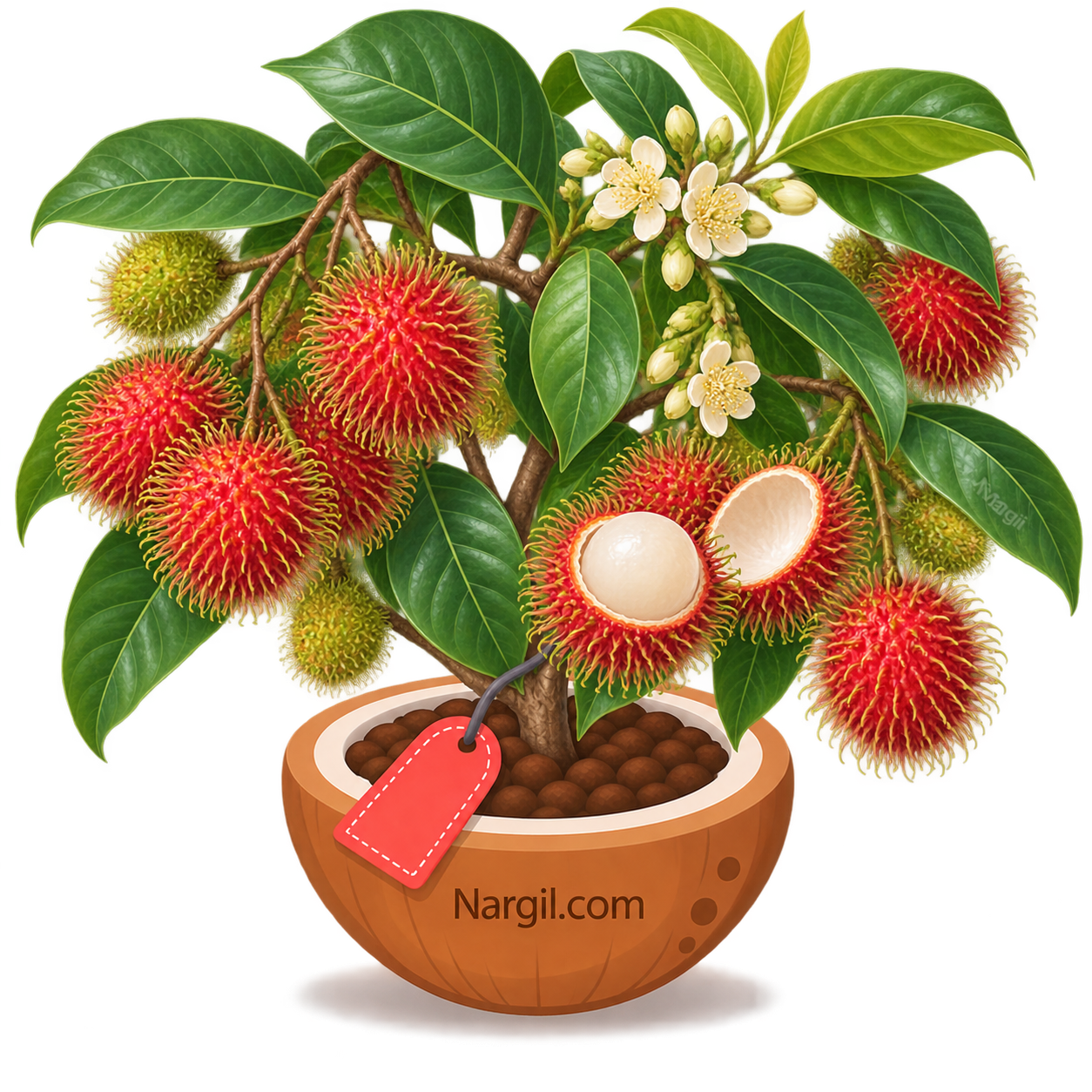 Nargil_Nephelium lappaceum